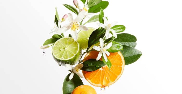 Blond Absolu fragrance: professional luxury salon experience with citrus and cedarwood notes.